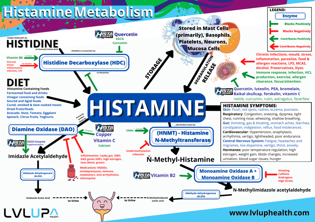 Histamine metabolism